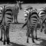 Die Base Chat Nummer macht dich zum Zebra!